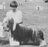 Kimrand Tartan Tiger